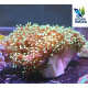 Euphyllia Divisa Green Premium