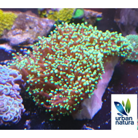 Euphyllia Divisa Green Premium CITES: 19NL271749/11