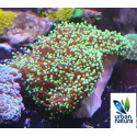 Euphyllia Divisa Green Premium 