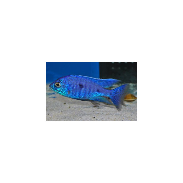 Copadichromis azureus