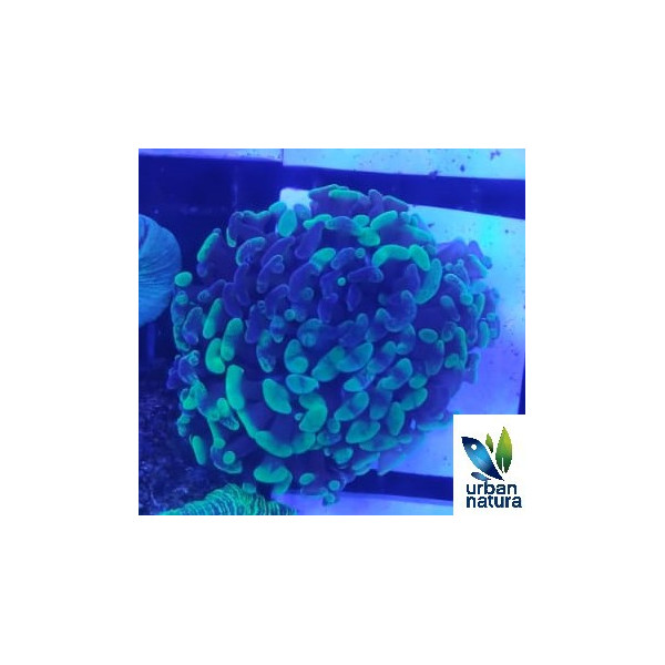 Euphyllia ancora green toxic L