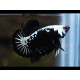 Betta Macho plakat black samurai