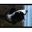 Betta Macho plakat black samurai