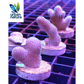 Pocillopora pink esqueje