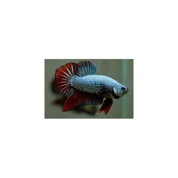 Betta Macho Plackat Hm Triband