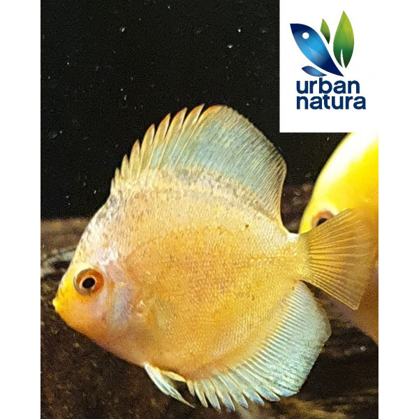 Discus Dark Angel Runiemans S