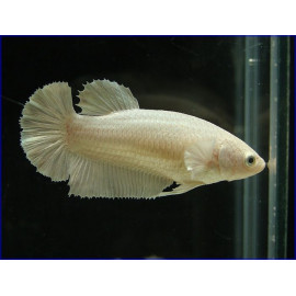 betta femella plakat