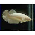 betta femella plakat