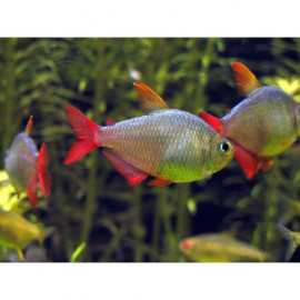 hyphessobrycon columbianus (tetra colombiano)