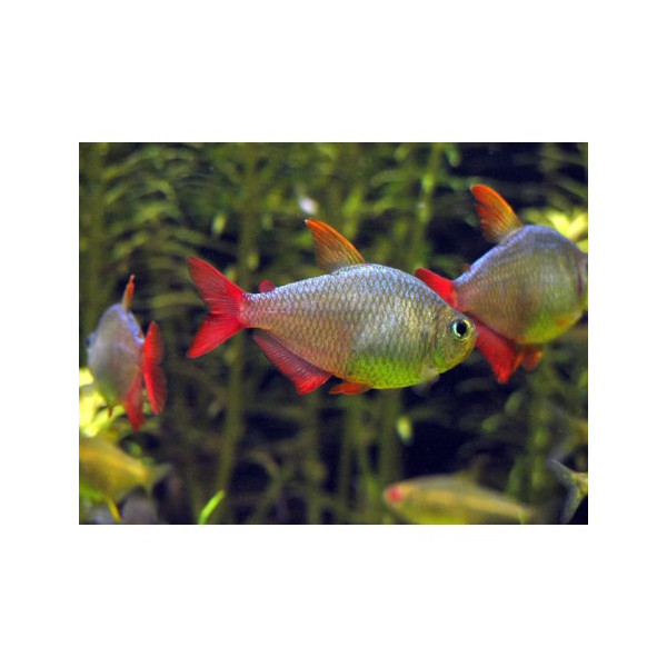 hyphessobrycon columbianus (tetra colombiano)