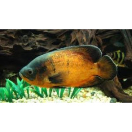 Oscar Rojo S Astronotus coellatus