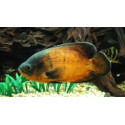 Oscar Rojo S Astronotus coellatus