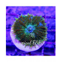 Rhodactis bubble multicolor esqueix