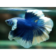 Betta macho half moon Buterfly Azul Blanco