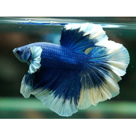 Betta mascle halfmoon Buterfly Blau Blanc