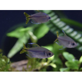 Tetra del Congo Groc alestopetersius caudalis