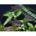 Tetra del Congo Groc alestopetersius caudalis