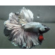 Betta macho half moon copper