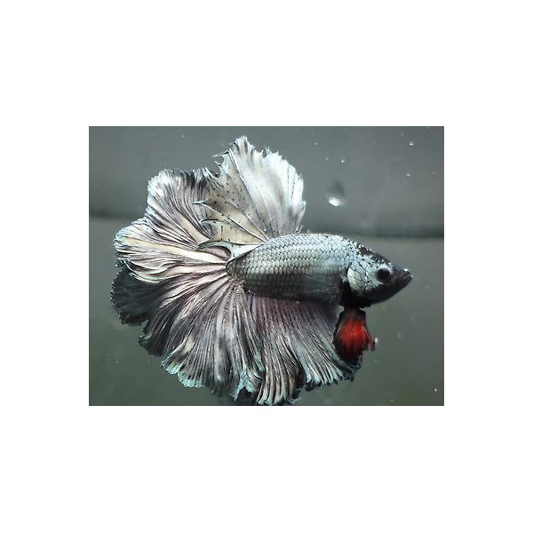 Betta macho half moon copper