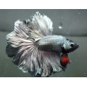 Betta mascle half moon copper