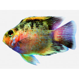 Ciclido loro S Amphilophus citrinellus x Heros severum