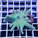 LOBOPHYTUM SP GREEN XL