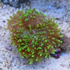 RHODACTIS INDOSINENSIS VERD FLUOR ESQUEIX (RHODACTIS SP)