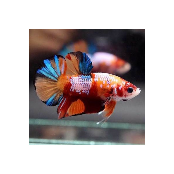 betta plakat nemo