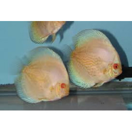 Discus pigeon white s