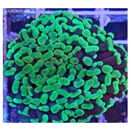 Euphyllia ancora esqueje