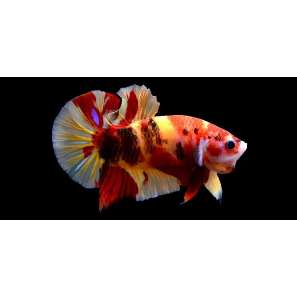 Betta macho Koi Dumbo