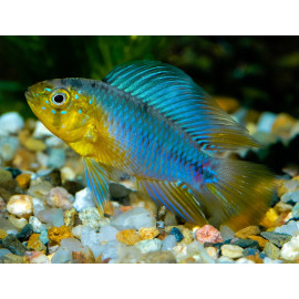 Apistogramma borelli groc HFQ S