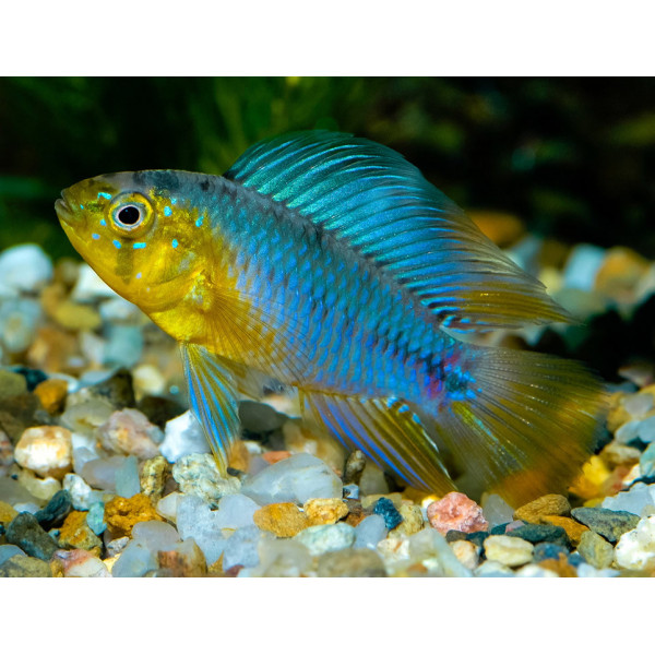 Apistogramma borelli amarillo HFQ S