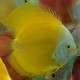 Discus Deluxe Oro M