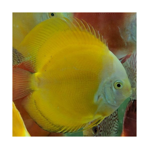 Discus Deluxe Oro M