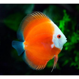 Discus Deluxe Red Melon M