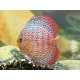 Discus deluxe Leopard M