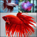 BETTA MASCLE LLUNA PLENA 4-5CM (BETTA SPLENDENS)