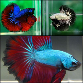 Betta mascle halfmoon dragon L