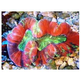 Trachyphyllia red rim CITES: 23PTLX01569I