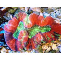 Trachyphyllia red rim 