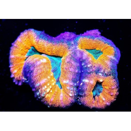 Lobophyllia spp. (Orange/Red Premium) CITES: 23PTLX01581I