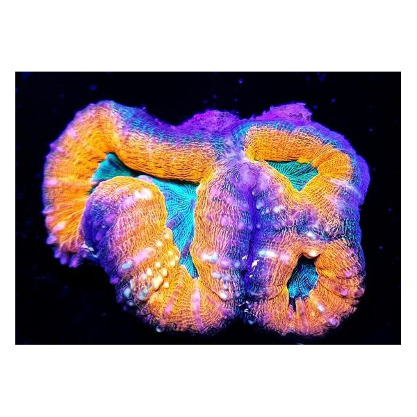 Lobophyllia spp. (Orange/Red Premium)