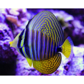 ZEBRASOMA FLAVESCENS