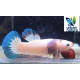 Betta macho plakat media luna cow