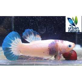 Betta macho plakat media luna cow