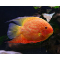 Cichlasoma Severum Or Punts vermells