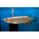 Arowana